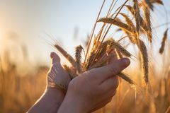 Food Prices Soar to Record Levels on Ukraine War Disruptions