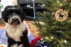 Pandemic Puppies and Houseplant Havens: Spiritual Formation Through Creation Care