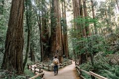 The importance of strong roots