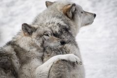 The Church has let the wolves creep in