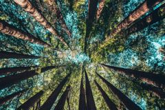 Biden Implements New Steps to Protect U.S. Forests on Earth Day - RELEVANT