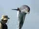Report: Russia Is Using Trained Dolphins to Protect Its Black Sea Naval Base - RELEVANT