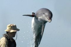 Report: Russia Is Using Trained Dolphins to Protect Its Black Sea Naval Base - RELEVANT