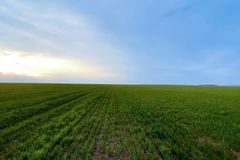 War in Ukraine Sparks Fears of Global Wheat Shortage