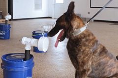 'Astounding Accuracy': Dogs Trained to Detect COVID-19 Virus