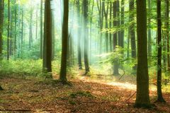 'Thank Jesus': Elderly Woman Went Missing for a Week, Finally Found Singing Amazing Grace in Woods