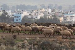 7 ways true shepherds protect the flock