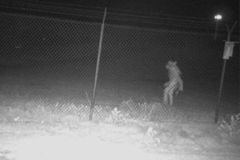 Well, Some Sort of Monster Is on the Loose In Texas. - RELEVANT