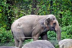 Court: Happy the elephant isn’t a person