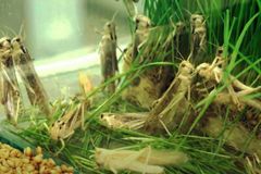 'Biblical Protein': With Food Scarcities Common, This Company Wants to Help You Become Like John the Baptist