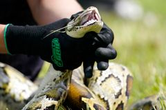 It's the Biggest Burmese Python Ever Captured in Florida: 18 Feet Long, 215 Pounds, AND 122 Eggs