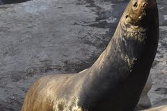 Sea lions reclaim their beach… or not