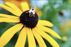 Backyard Beekeeping: Helping Honey Bees Do Their Important Job of Pollination
