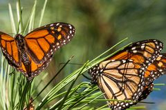 Monarch butterflies listed as “endangered”
