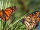 Monarch butterflies listed as “endangered”