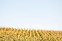 Let's get some facts straight on ethanol