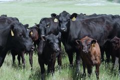 Cattle Ranchers Say Meat Packer Monopoly is Threatening Their Way of Life