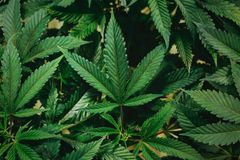 British Mental Health Experts Warn Cannabis Is Not a Harmless Drug - It's Linked to Psychosis and Addiction