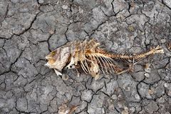 Britain declares drought as rivers dry up