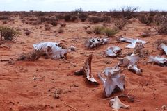 'Shocked to My Core': Unprecedented Famine Causes Widespread Suffering in the Horn of Africa