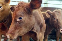 Texas Red Heifers' Arrival Stirs Prophetic Excitement in Israel