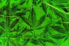 The Culture Is Shifting on Weed. Is the Church Ready? - RELEVANT