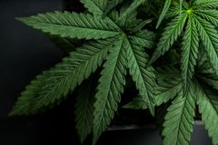 Not Your Grandpa's Weed: Today's Super-Strong Marijuana Causing Mental Health Problems, Addictions