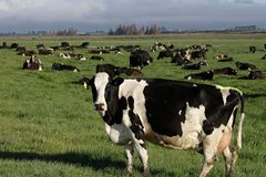 New Zealand farmers protest cow burp tax