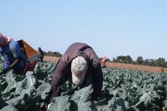 A Way Out? New Bill Could Help Farmers Hire More Workers and Reduce Food Prices