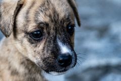 Hebron's Mayor Infuriates Animal Lovers with Bounty for Killing Stray Dogs