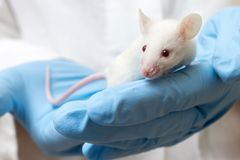 Israeli Scientists Say Breast Cancer Relapse in Mice Sharply Reduced by Adding Anti-Inflammatory to Chemo