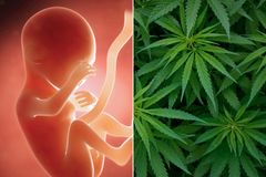 Ballot Battles: Abortion Access Approved by Voters in These States, but Marijuana Votes Were Mixed