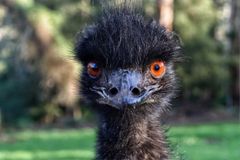 Emus Are Now Legal in Alaska - RELEVANT