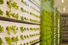 As Food Supply Concerns Grow, Israel Explores Desert Agriculture, Aquaculture