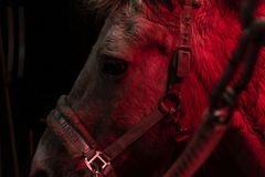 Revelation 6: The rider on the blood-red horse takes away peace