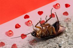 A Zoo Will Name a Cockroach After Your Ex and Feed It to an Animal - RELEVANT