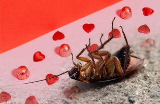 A Zoo Will Name a Cockroach After Your Ex and Feed It to an Animal - RELEVANT