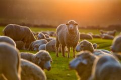 BIBLE STUDY: Hearing and following Jesus | Baptist Press