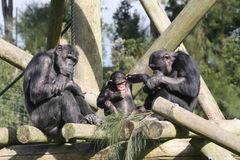 Zombie science: Humans share 99% of DNA with chimpanzees?