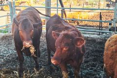 Prophetic Anticipation Builds: Unblemished Red Heifers for Temple Ceremony Soon Come of Age