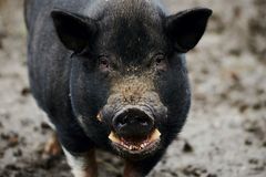 Caution — swine crossing (and they're people)