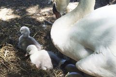 New York teenagers charged with stealing and eating swan