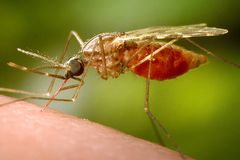 U.S. sees first malaria cases in 20 years