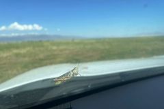National Weather Service blames military 'chaff', not plague of locusts, for Utah radar anomaly