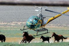 Controversial Nevada horse roundup allowed to continue