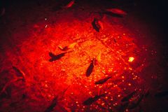 Revelation 16: Death and judgment upon the waters