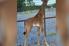 Giraffe without spots born at Tennessee zoo