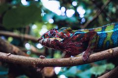 Revealing the ‘Rights’ Chameleon