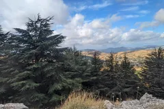 The Witness of the Cedars