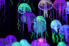 The scandal of the Evangelical spine: Unelected 'evangellyfish'